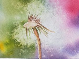 peinture aquarelle fleur pissenlit