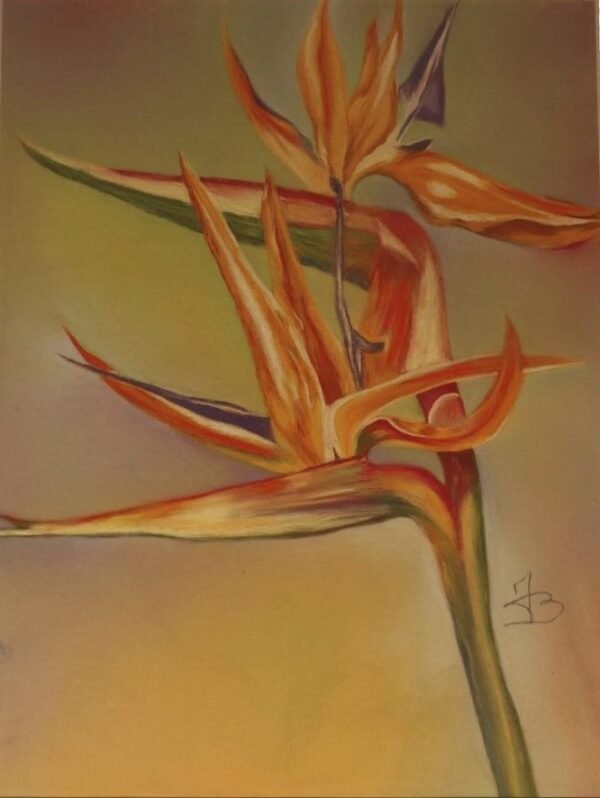 Pastels secs "Oiseau de paradis" la fleur 40x50cm